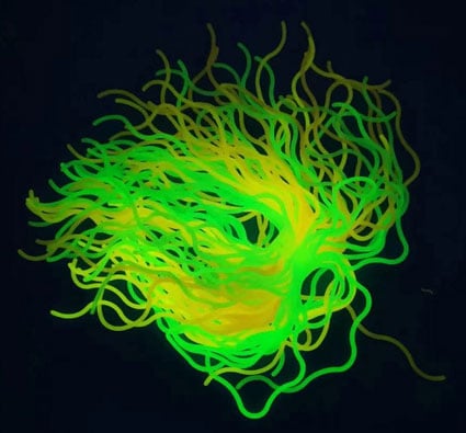 Fidget spaghetti