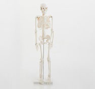 Esqueleto humano