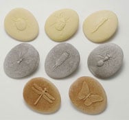 Les fossiles insectes