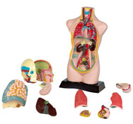 Anatomía del cuerpo humano el conjunto