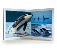 Libros imágenes reales animales gran formato coleccion completa set de 4