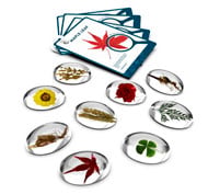Pierres, espèces, plantes set de 9