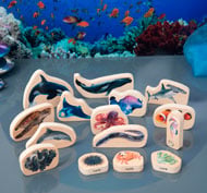 Animaux marins du bloc set de 15