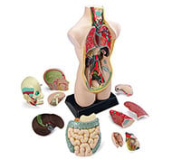 Anatomie du corps humain