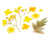 AMARILLO