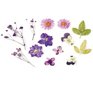 VIOLETA